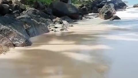 Rescue Sea Turtle, Removing Barnacles From Poor Sea Turtle [Animals, Nature, Ocean, Moana]