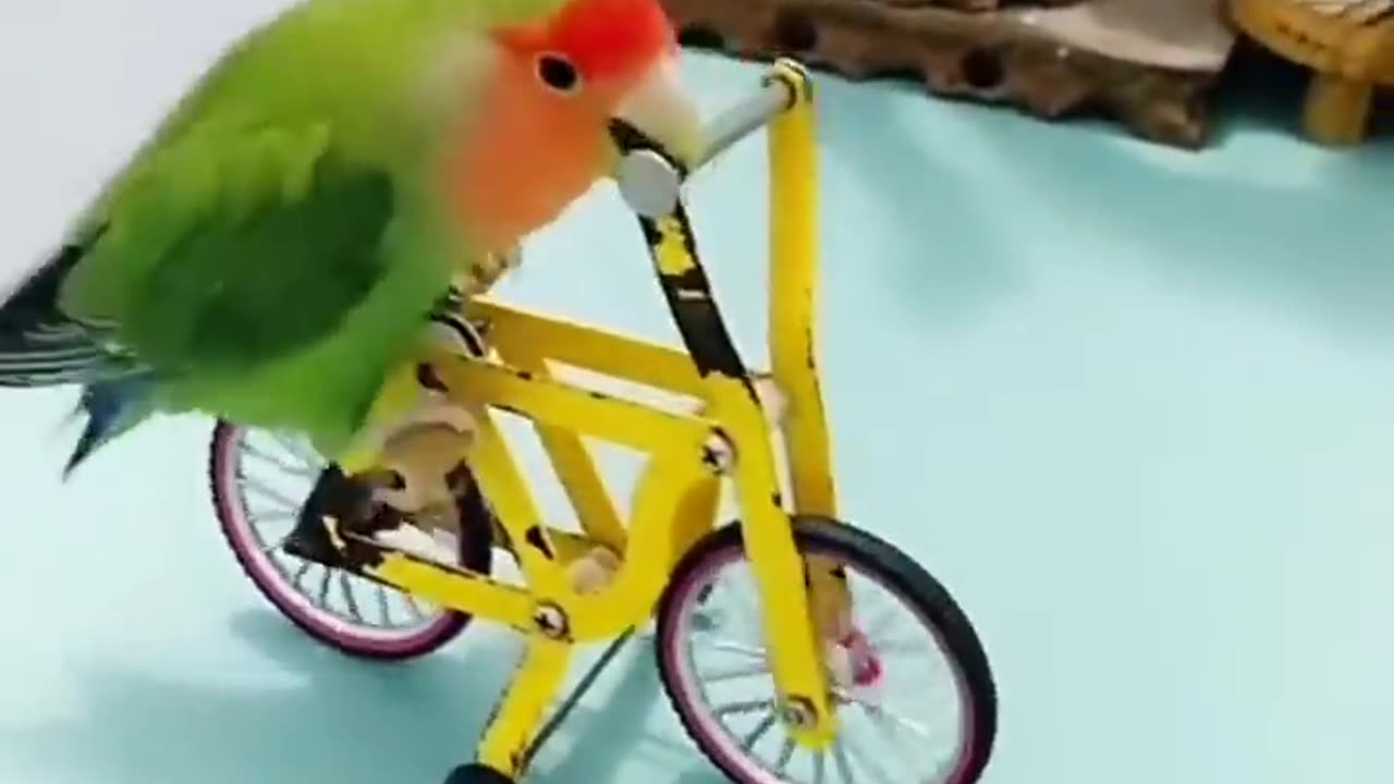 Cute Parrot