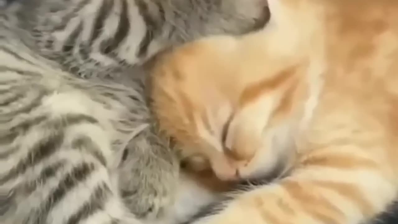 Cute Kitten Viral Reels😂|| #shortsvideo #amazing #kitten #reels #trending #animals