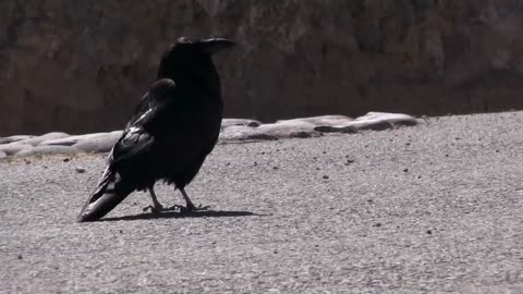 battles of the undisputed
