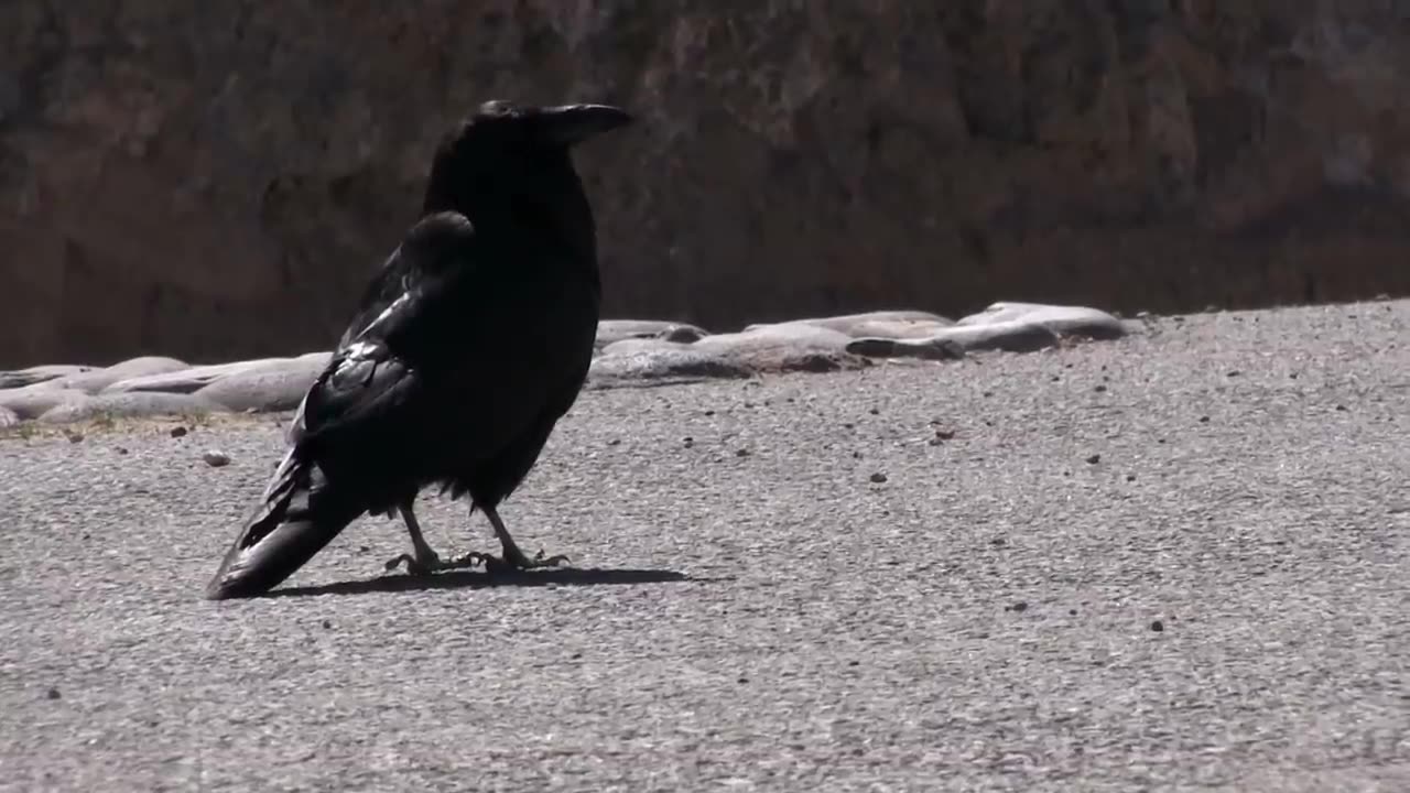 battles of the undisputed