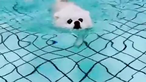 Cute puppy exercise 😍