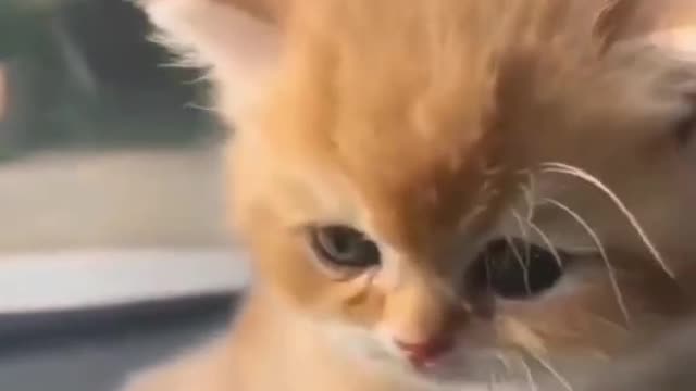 Wonderful cat video