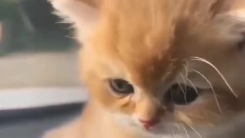 Wonderful cat video