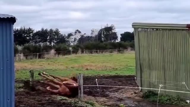 Miscalculated Horse Zoomies