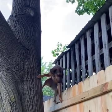 Epoch Animal Lovers - ROD's Nosey neighbour. 😂