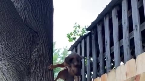 Epoch Animal Lovers - ROD's Nosey neighbour. 😂