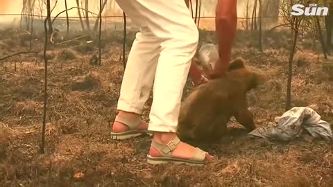 Rescuers race to save Australia's wildlife | Animalkind