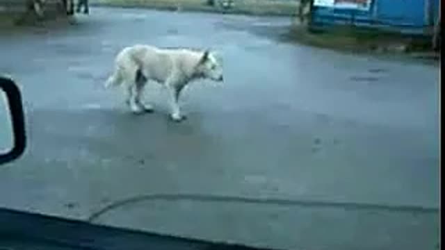 A dog on the road.