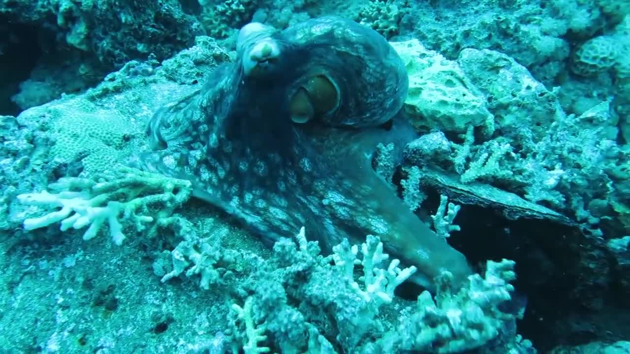 Octopus versus Moray