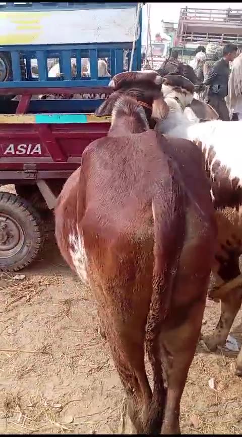 خوبصورت بیل اقبالنگر منڈی میں