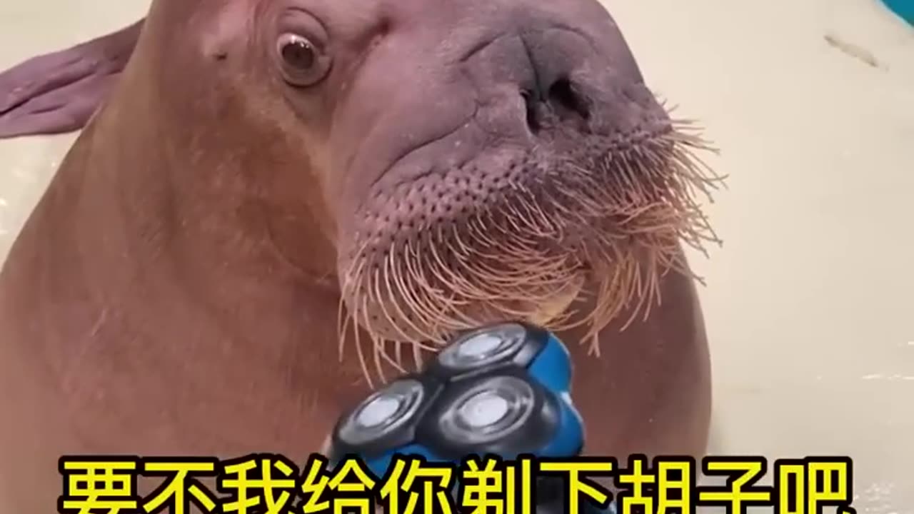 Pet animal remove hair very FUNNY