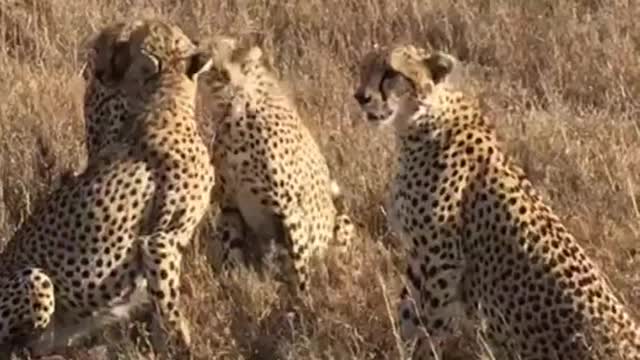 the cheetah is very beautiful