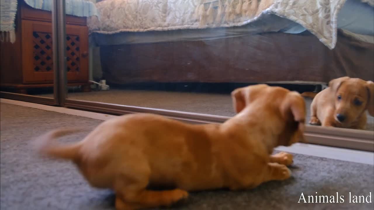 🤣_Cute Dog REACTION in Front of MIRROR