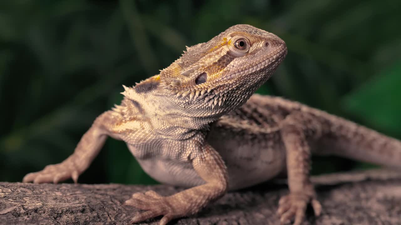 Close-up of lizard on a tree trunk