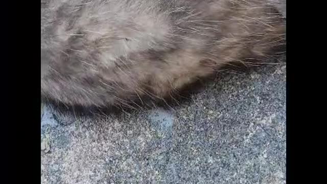 Saving Opossum Babies From Deceased Mother's Pouch