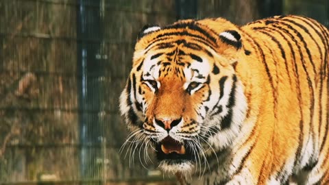 Tiger | Danger Tiger | Viral Tiger | Trending Tiger | Animal | Nature