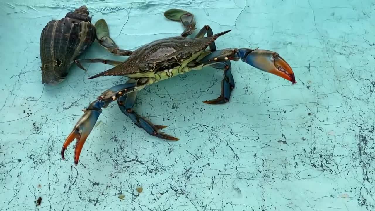 Big Blue Crab