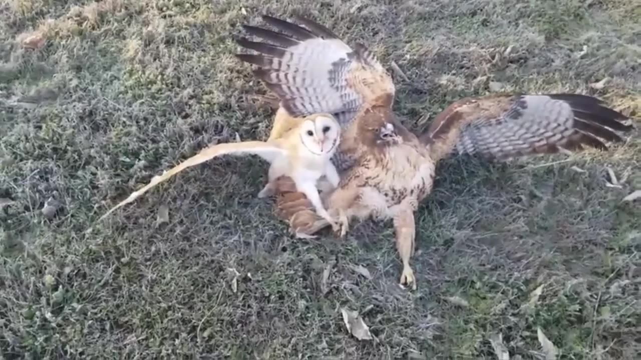 Unique & Amazing birds - Cute birds video