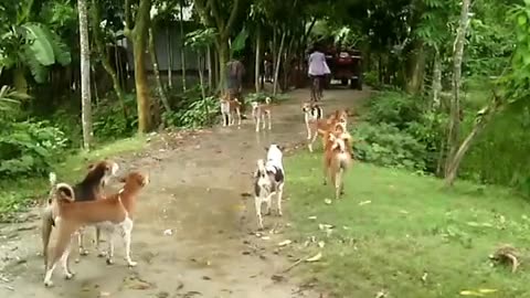 Dog Barking