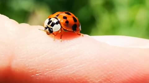 Common insect sounds, ants, ladybug, bee, grasshopper, spider,