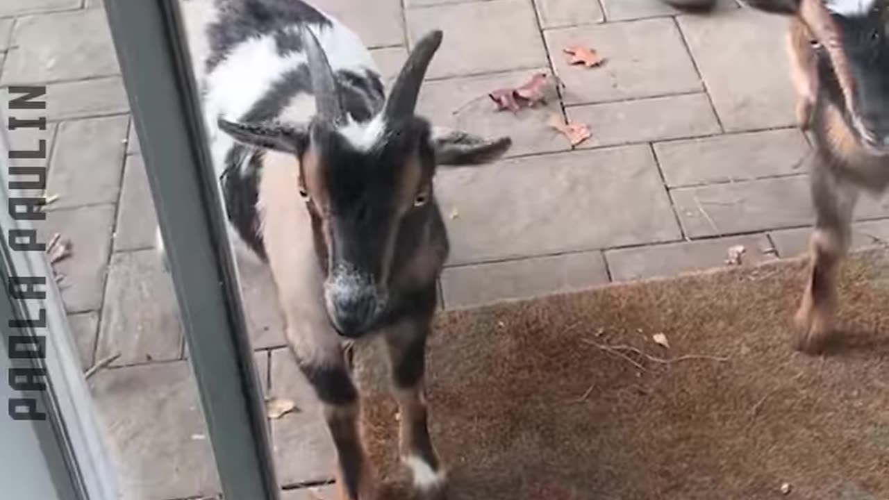 Hilarious Moments With Animals