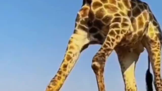 Giraffes not only have long necks, but also excellent legs. Have to make me sigh, good body!