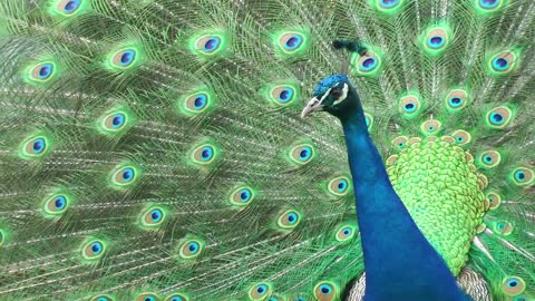 I heard that people who see the peacock open will be lucky