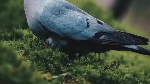 Little dove in nature