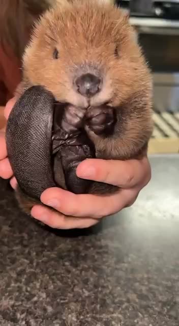 Baby beavers are the cutest 😍😍😊👍