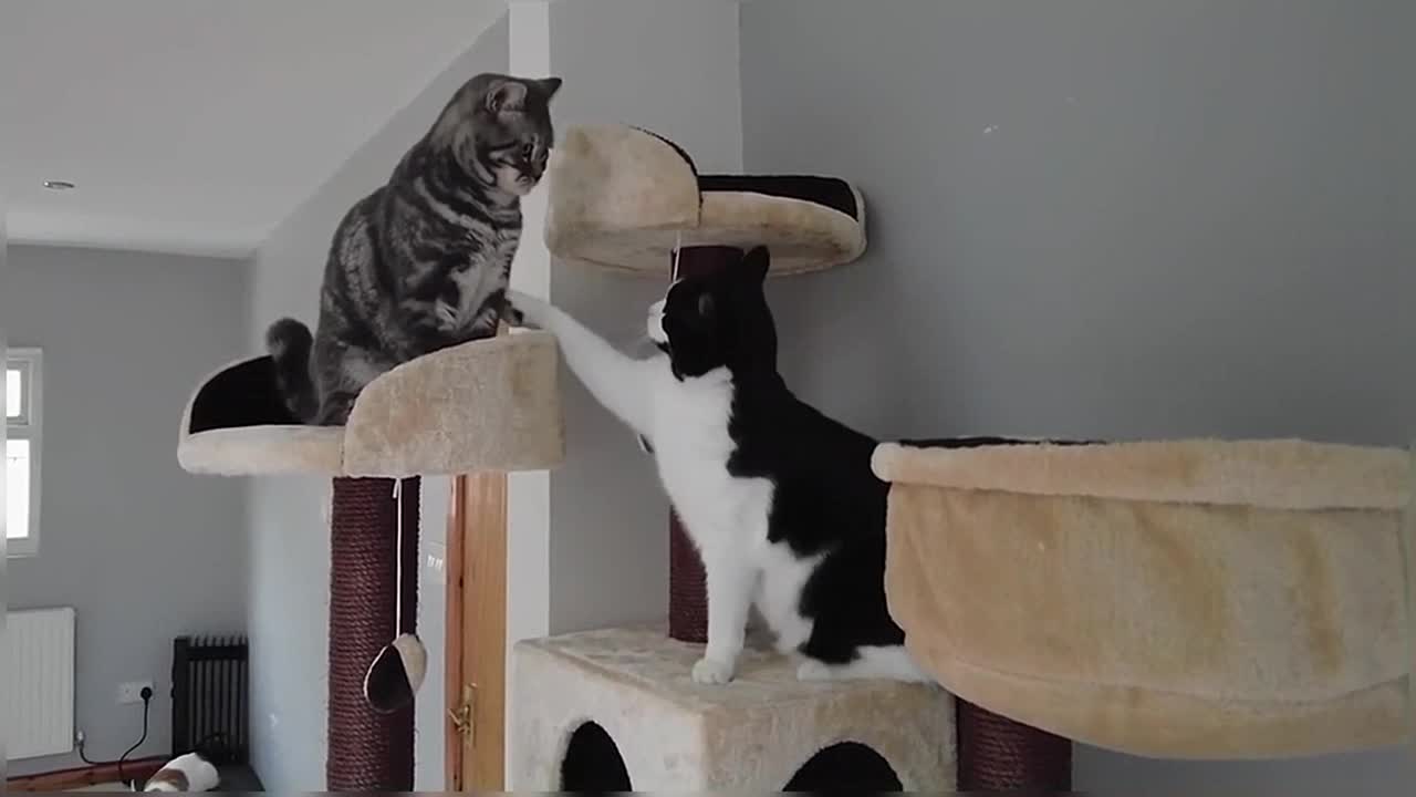 Cats & Kitten React To New Cat Tre