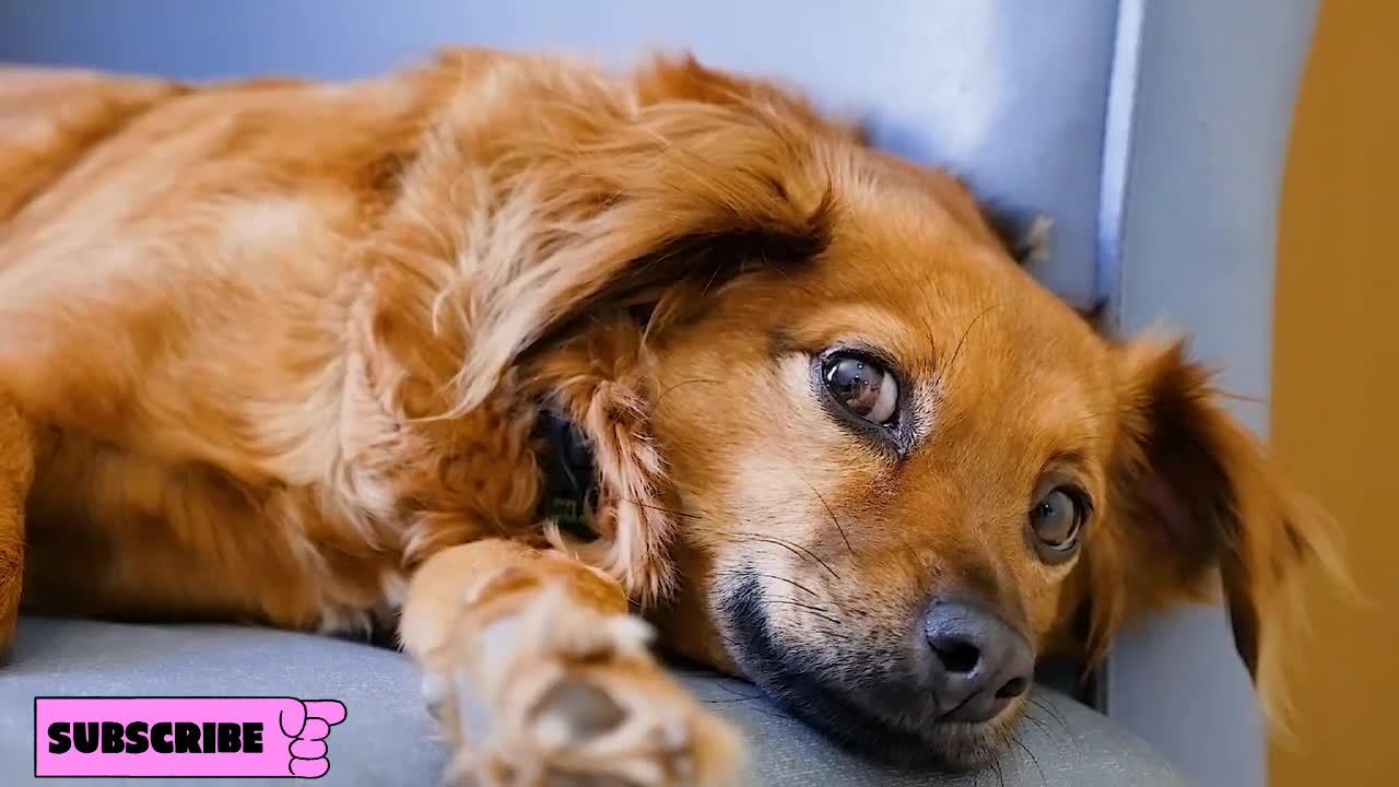 Cute dog video 🐶 very funny video 😍