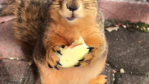 Young Squirrel Has A Snack