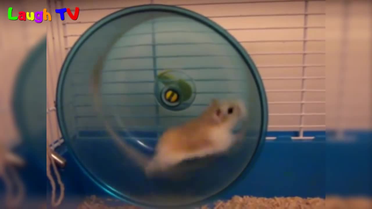 Funny hamsters in wheel videos - Funny animals compilation 2016