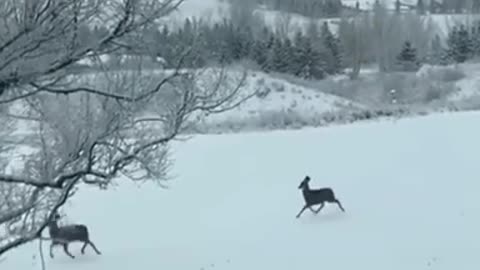 Dancing in the snowy climates