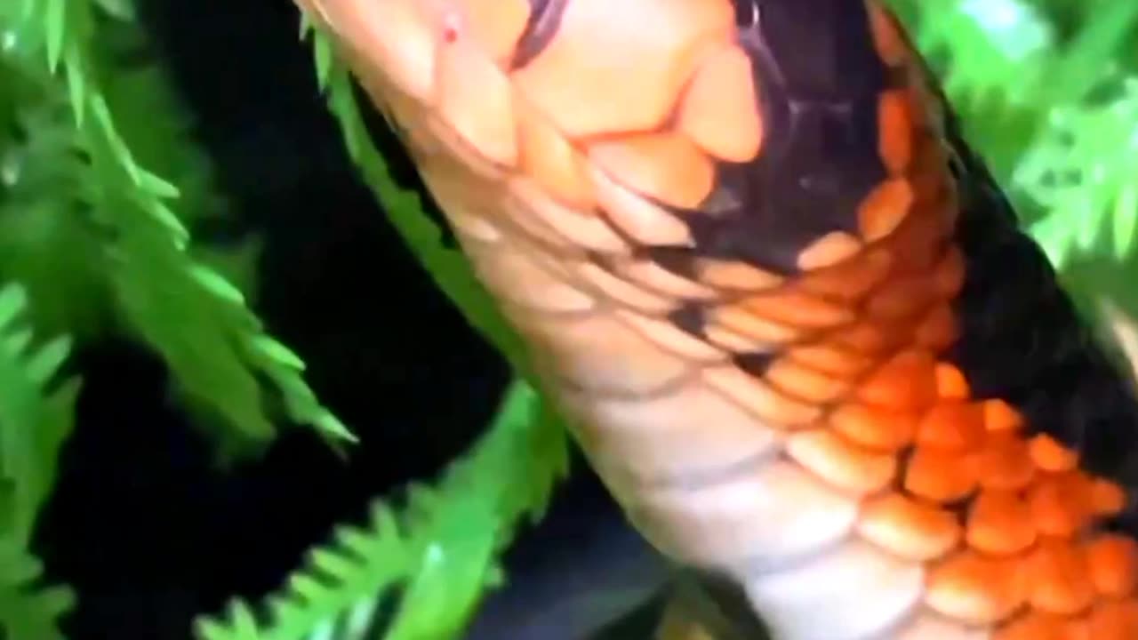 Satisfying Big Snake ASMR That Makes You Calm Original Satisfying Videos PART - 92