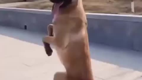 Dog enjoy impress