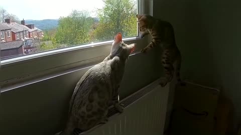 Bengal Kittens Vs Wasp