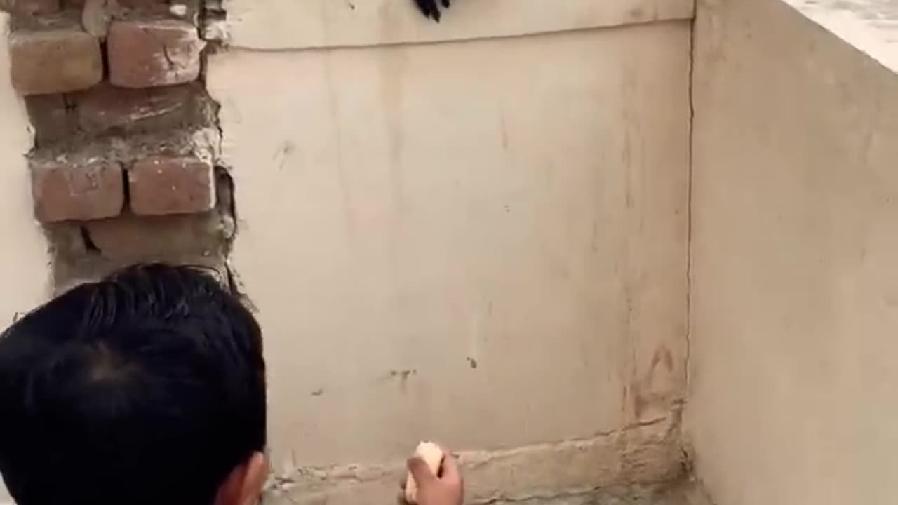 Monkey Taking Banana From Small Boy