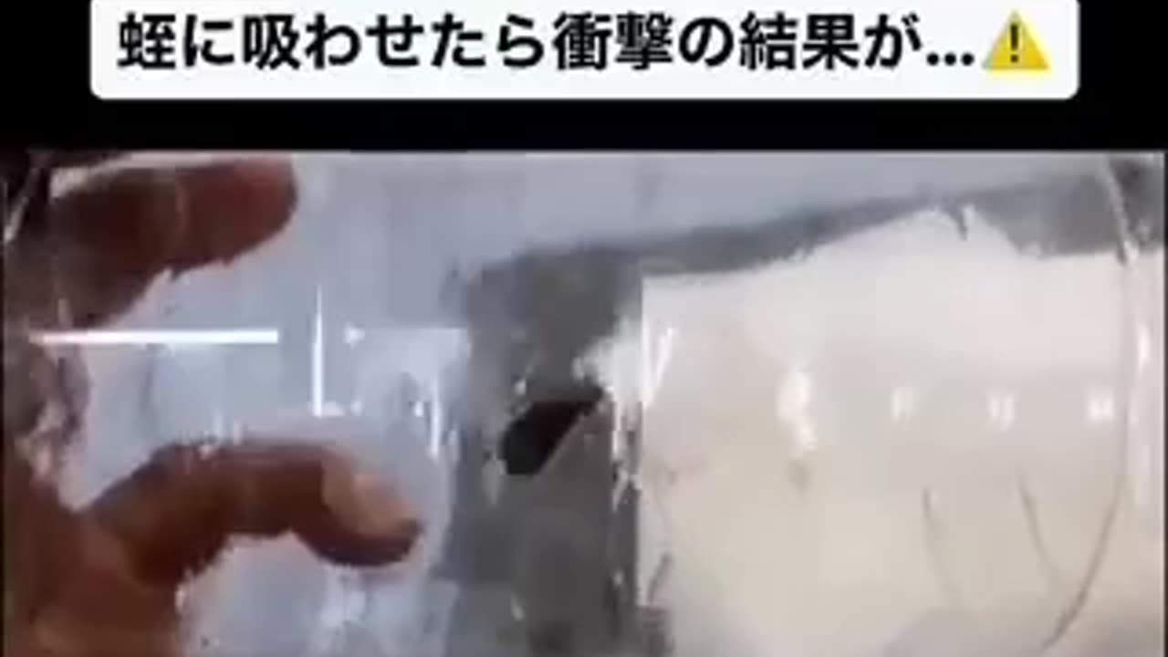 Japan, all three leeches died three days after sucking the vaxed person’s blood