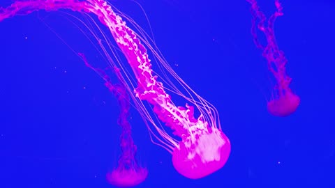 the world of jellyfish