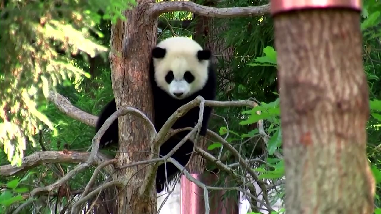 Giant panda trio departs D.C. for China