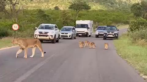 Cutest Traffic Jam Ever!