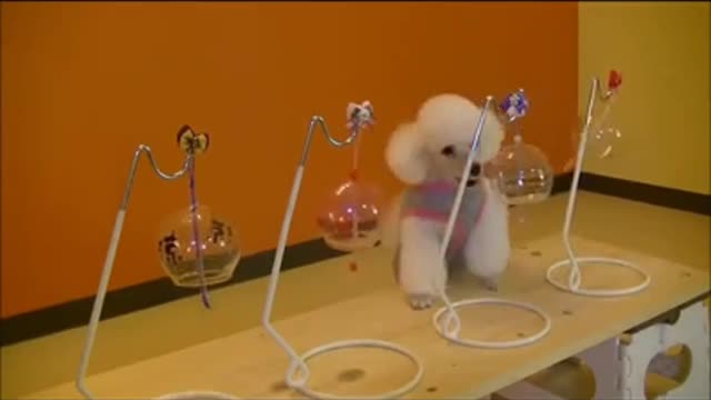 # Cute Dog Training School # Funny Dog # Cute Dog # #shorts