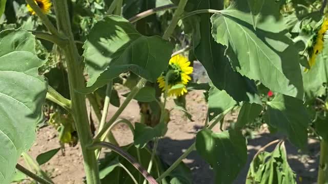 Bees on sunflower