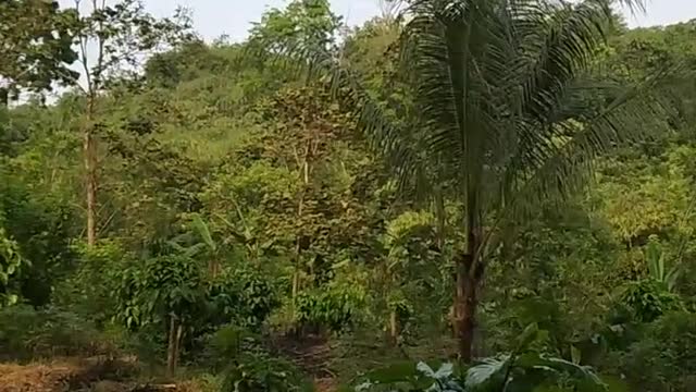 Let's Come To Visit Cikerti Village Subang