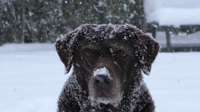 labrador dog style