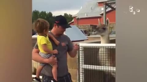Funny animals vedio