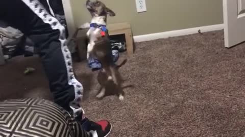 Doggo make his move to beat her hardly