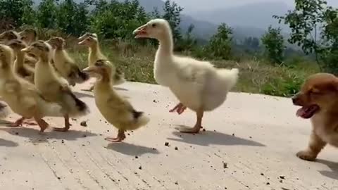 Video Dog
